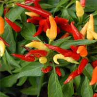 Audifort composition displaying natural ingredients like Capsicum Annuum for ear protection.