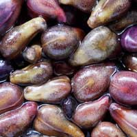 Audifort composition displaying natural ingredients like Grape Seed for ear protection.