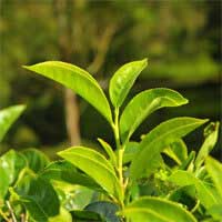Audifort composition displaying natural ingredients like Maca Green Tea for ear protection.