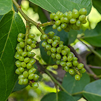 Audifort composition displaying natural ingredients like Gymnema Sylvestre for ear protection.