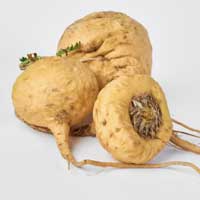 Audifort composition displaying natural ingredients like Maca Root for ear protection.
